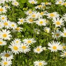 GG88 Daisy OxEye Oxeye Daisies White Perennial 1500 Seeds  USA Warehouse