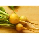GG88 46 Seeds Radish Golden Helios Yellow Outside  USA Warehouse