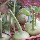 GG88 400 Seeds Kohlrabi Early White Vienna Usa  USA Warehouse