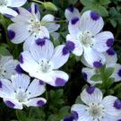 GG88 Five Spot Unusual EyeCatching Purple Flower 125 Seeds  USA Warehouse