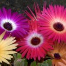 GG88 1430 Seeds Ice Plant Mesembryanthemum Livingstone Daisy *  USA Warehouse