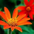 GG88 75 Seeds Sunflower Mexican Sunflower Torch Usa  USA Warehouse