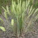 GG88 250 Seeds June Grass Perennial Ornamental * Usa  USA Warehouse