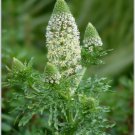 GG88 285 Seeds Mignonette Sweet Reseda Odorata White Flower  USA Warehouse