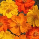 GG88 35 Seeds Cosmos Bright Lights Sulpher Orang Yellw Usa  USA Warehouse