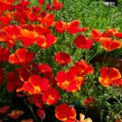 GG88 275 Seeds Poppy California Red Chief Annual Usa  USA Warehouse