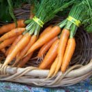 GG88 775 Seeds Carrot Danvers Heirloom Usa  USA Warehouse