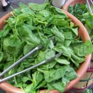 GG88 230 Seeds Spinach Bloomsdale Long Standing Usa  USA Warehouse