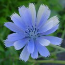 GG88 1000 Seeds Chicory Blue Beauty Coffee Subst Usa  USA Warehouse