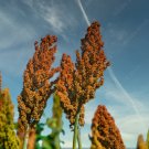 GG88 90 Seeds Sorghum MultiColored Upright Grows Fast 12'  USA Warehouse