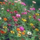 GG88 170 Seeds Zinnia Pompon/ Pumila Mix Zinnia Usa  USA Warehouse