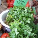 GG88 150 Seeds Cilantro Coriander Chinese Parsley Usa  USA Warehouse