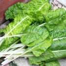GG88 Swiss Chard Fordhook Swiss Chard For Fresh Salad Greens 105 Seeds  USA Warehouse