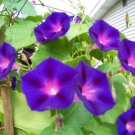 GG88 95 Seeds Morning Glory Vine Grandpa Ott Purple Usa  USA Warehouse