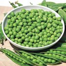 GG88 Pea Little Marvel Green Garden Bush 100 Seeds Us Usa USA Warehouse