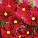 GG88 140 Seeds Cosmos Dazzler Red Flower Usa  USA Warehouse