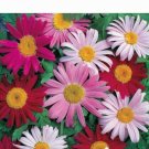 GG88 Daisy Painted Giant Robinsons Pernl Pyrethrum 33 Seeds  USA Warehouse