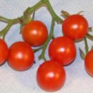 GG88 90 Seeds Tomato Cherry Red Small 1 Oz Fruit * Usa  USA Warehouse