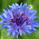 GG88 Bachelor Bachelor'S Buttons Multiple Blue Flowers Bushy 500 Seeds Usa USA Warehouse