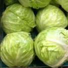 GG88 175 Seeds Cabbage Danish Ballhead 10 Lb Heads Usa  USA Warehouse