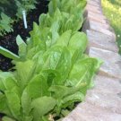 GG88 875 Seeds Lettuce Parris Island Romaine Usa  USA Warehouse