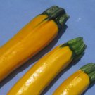 GG88 20 Seeds Squash Zucchini Golden Yellow Usa  USA Warehouse
