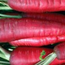 GG88 135 Seeds Carrot Atomic Red * Usa  USA Warehouse
