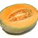 GG88 70 Seeds Cantaloupe Hales Best Jumbo Cantalope Usa  USA Warehouse