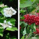 GG88 Cranberry Highbush Cranberry Viburnum Opulus 40 Seeds Us Usa USA Warehouse