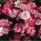 GG88 325 Seeds Candytuft Perennial White Pink Usa  USA Warehouse
