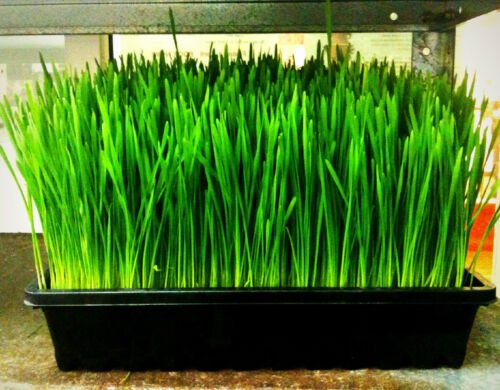 GG88 Wheatgrass Wheat Grass/Cat Grass 1 Lb Seeds  USA Warehouse