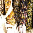 GG88 30 Seeds Corn Indian Ornamental Large Usa  USA Warehouse