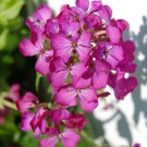 GG88 585 Seeds Dame'S Rocket Rose Fuchsia Perennial  USA Warehouse