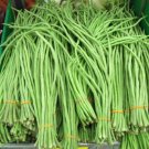 GG88 120 Dark Green Yard Long Bean Seeds Heirloom Organic Heirloom Fresh USA Warehouse