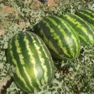 GG88 25 Crimson Sweet Watermelon Seeds Red Non Gmo Heirloom Organic USA Warehouse