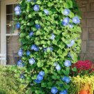 GG88 400 Morning Glory Seeds Heavenly Blue Climbing Beautiful Fresh USA Warehouse