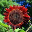 GG88 100 Red Sun Sunflower Seeds Heirloom Non Gmo Rare USA Warehouse