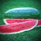 GG88 12 Congo Watermelon Seeds Large Non Gmo Heirloom Fresh USA Warehouse