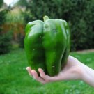 GG88 30 Emerald Giant Bell Pepper Seeds Sweet Non Gmo Heirloom USA Warehouse