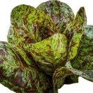 GG88 500 Freckles Romaine Lettuce Seeds Heirloom Organic Non Gmo Fresh USA Warehouse