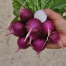 GG88 100 Purple Plum Radish Seeds Heirloom Non Gmo Organic USA Warehouse
