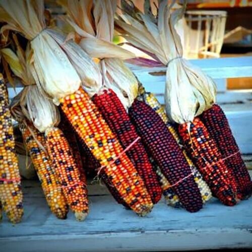 GG88 5000 Indian Corn Seeds Heirloom Non Gmo Fresh USA Warehouse
