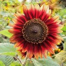 GG88 10 Indian Blanket Sunflower Seeds Native Wildflower Cut Flowers USA Warehouse