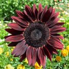 GG88 25 Chocolate Cherry Sunflower Seeds Heirloom Organic Non Gmo Rare USA Warehouse
