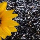 GG88 25 Sunflower Seeds Black Oil Heirloom NonGmo Fresh USA Warehouse