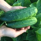 GG88 100 Spacemaster 80 Cucumber Seeds Heirloom Organic Non Gmo Fresh USA Warehouse