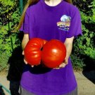GG88 10 Big Zac Tomato Seeds World Record Size Huge Rare USA Warehouse