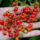 GG88 10 Sweet Pea Currant Tomato Seeds Tiny 1000'S Of Tomatoes Rare USA Warehouse