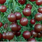 GG88 10 Chocolate Cherry Tomato Seeds Super Sweet Heirloom Organic Rare USA Warehouse GG88 10 Chocolate Cherry Tomato Seeds Super Sweet Heirloom Organic Rare USA Warehouse