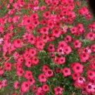 GG88 400 Scarlet Flax Seeds Fresh USA Warehouse